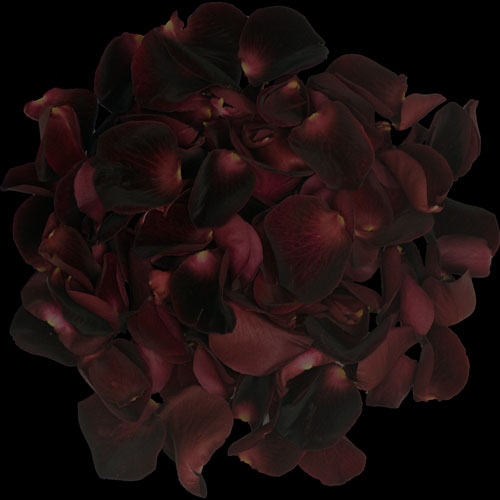 1 Jug of Fresh Black Baccara Rose Petals