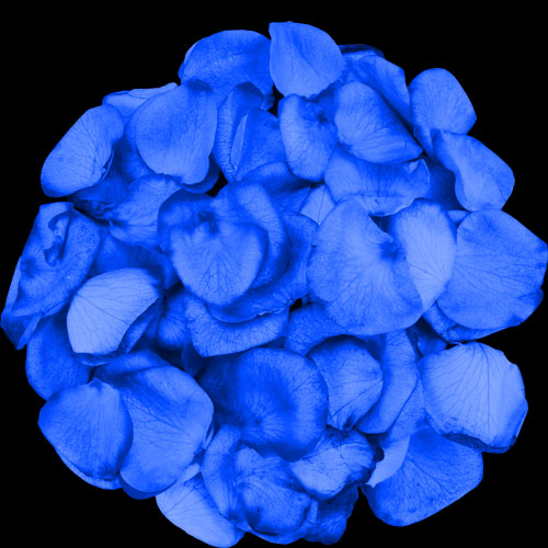 1 Jug of Fresh Blue Rose Petals