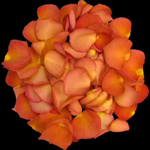 1 Jug of Fresh Peach Rose Petals
