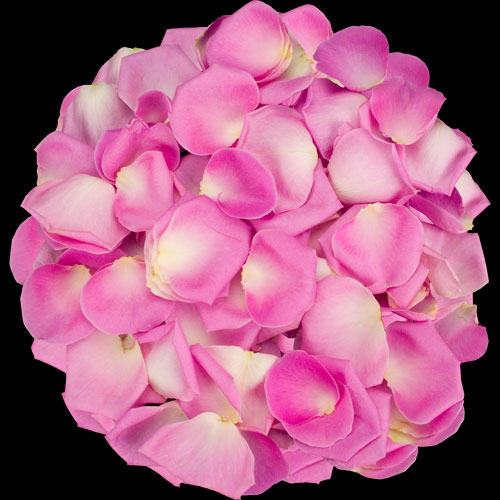 1 Jug of Fresh Pink Rose Petals