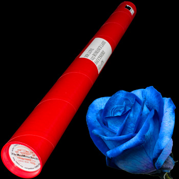 A Single Blue Rose in a Postal Tube