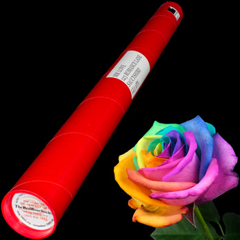 A Single Happy Rose in a Postal Tube