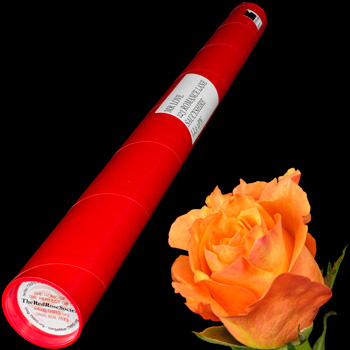 A Single Peach Rose in a Postal Tube