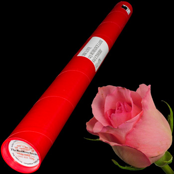 A Single Pink Rose in a Postal Tube