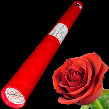 A Single Red Rose in a Postal Tube