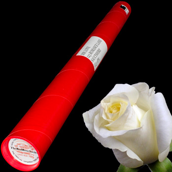 A Single White Rose in a Postal Tube