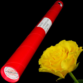 A Single Yellow Rose in a Postal Tube