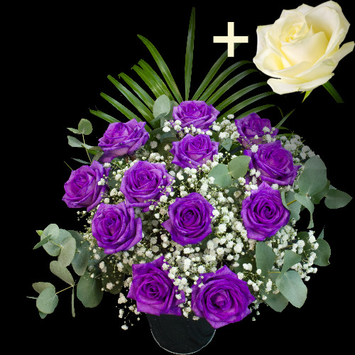 Buy 11 Purple Roses & single White Rose Online with Free Delivery