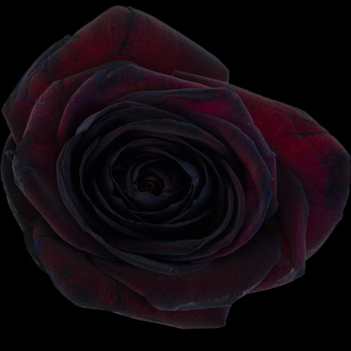 Black Rose Buy Black Roses Order Black Roses Post Black Roses