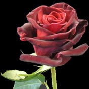 A Single Black Baccara Rose