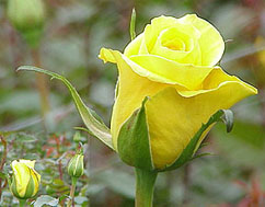 The Gold Strike Rose