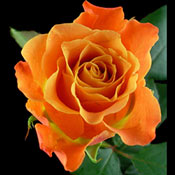 A Single Peach Rose 