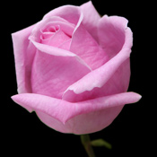 Pink Roses