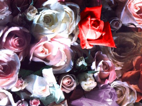 The Rose Delivery Specialists!