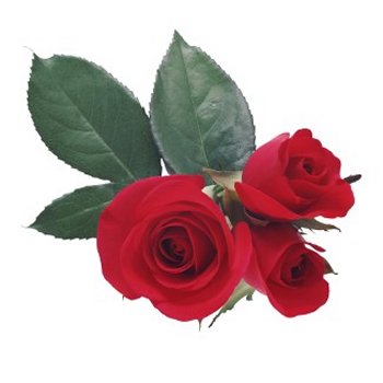 The Rose Delivery Specialists!