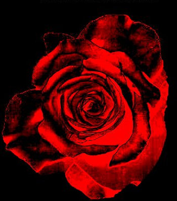 The Rose Delivery Specialists!