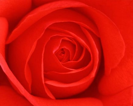 The Rose Delivery Specialists!