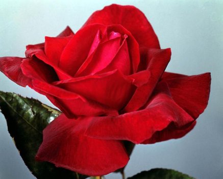 The Rose Delivery Specialists!