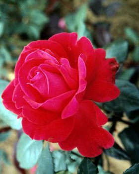 The Rose Delivery Specialists!