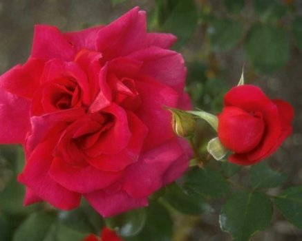 The Rose Delivery Specialists!