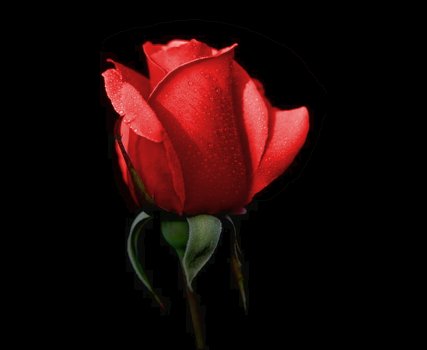 The Rose Delivery Specialists!