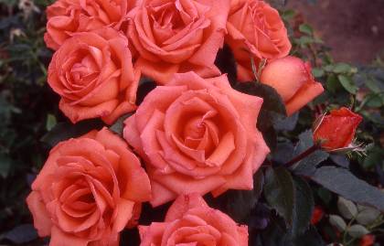 The Rose Delivery Specialists!