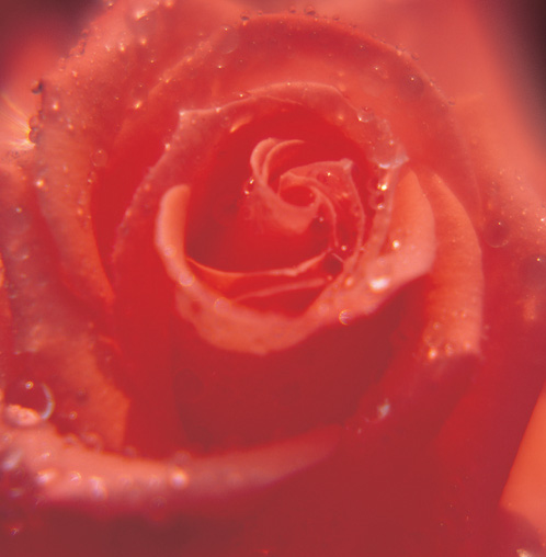 The Rose Delivery Specialists!