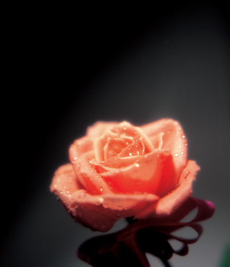 The Rose Delivery Specialists!