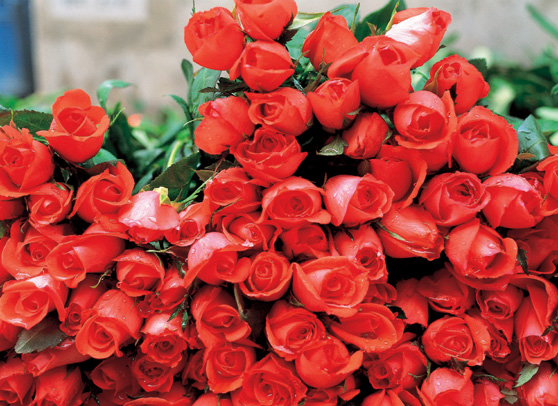 The Rose Delivery Specialists!