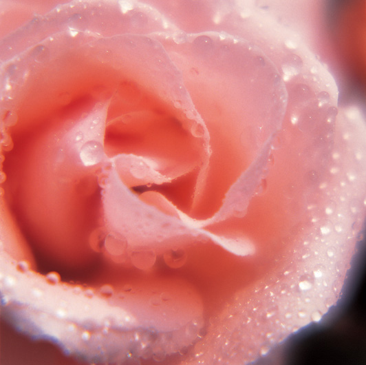 The Rose Delivery Specialists!