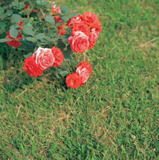 The Rose Delivery Specialists!