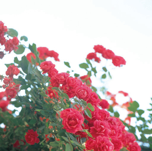 The Rose Delivery Specialists!