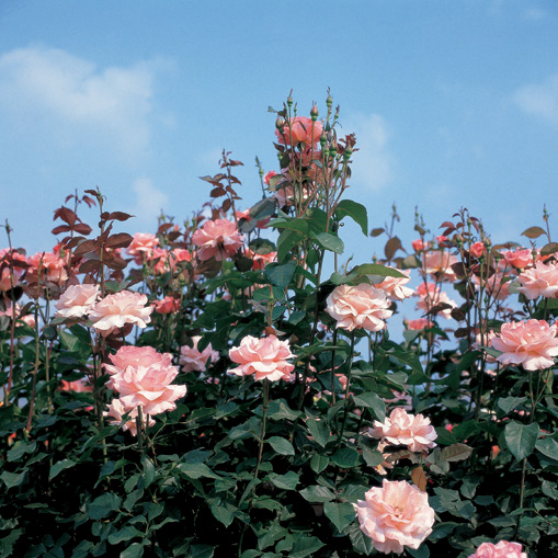 The Rose Delivery Specialists!