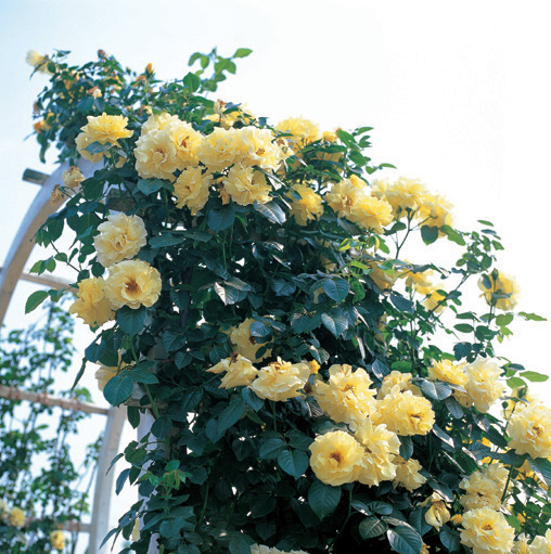 The Rose Delivery Specialists!