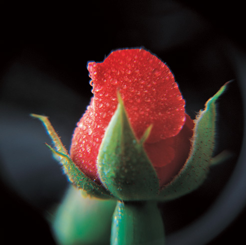 The Rose Delivery Specialists!