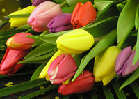 A Close up of our Tulip bouquet