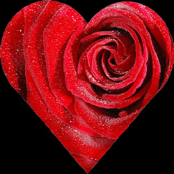Virtual Roses
