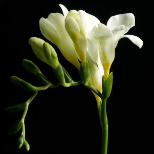An example of beautiful fragrant fresias!