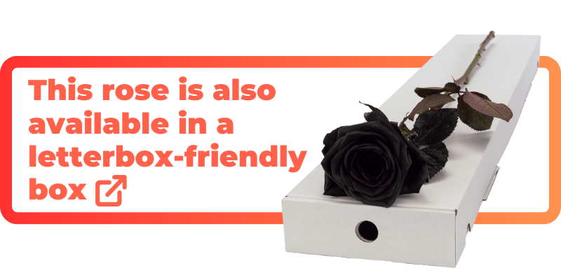 This black rose is also available in a letterbox-friendly box.