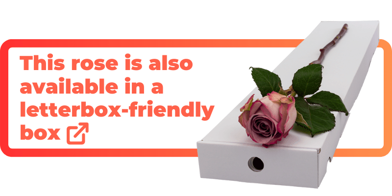 This lilac rose is also available in a letterbox-friendly box.