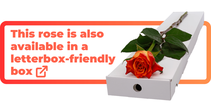 These orange roses are also available in a letterbox-friendly box.