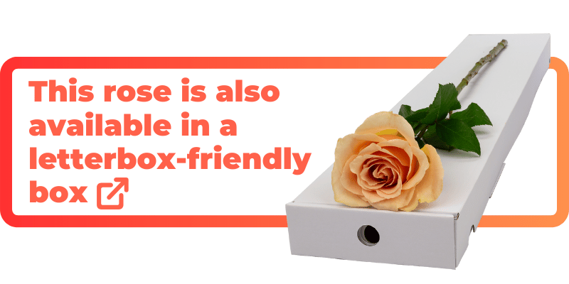 This peach rose is also available in a letterbox-friendly box.