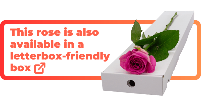 These pink roses are also available in a letterbox-friendly box.