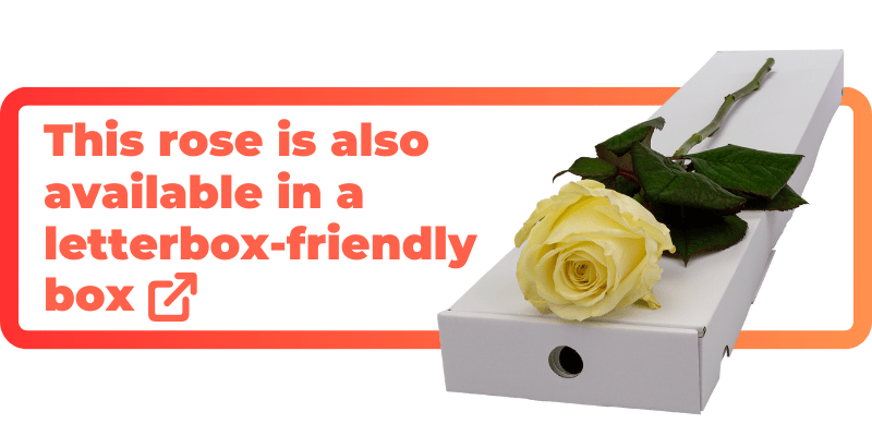 This white rose is also available in a letterbox-friendly box.