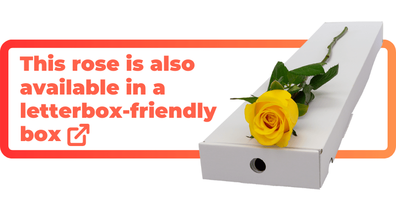 This yellow rose is also available in a letterbox-friendly box.