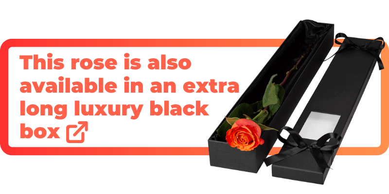 This orange rose is also available in an extra luxury black box.