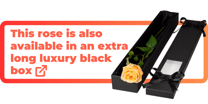 This peach rose is also available in an extra luxury black box.