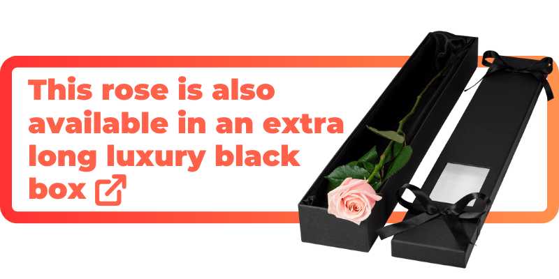 This pink rose is also available in an extra luxury black box.