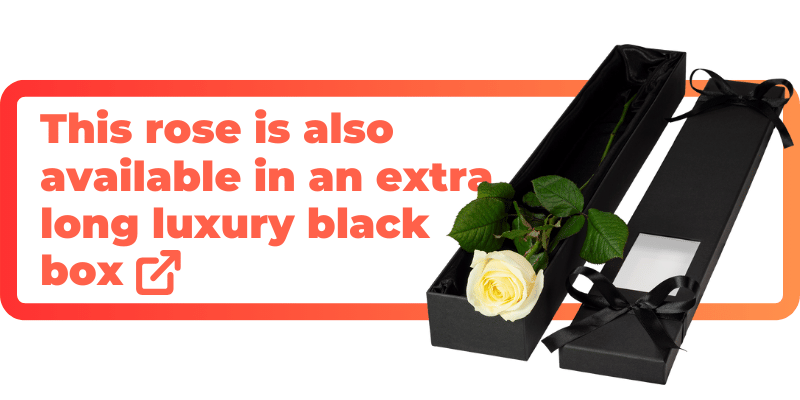 This white rose is also available in an extra luxury black box.