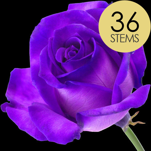 Purple Roses Tinted From 99p Buy Send Purple Roses Purple Rose Delivery Uk And Worldwide Interrose